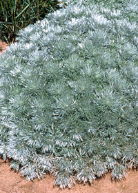 Artemisia schmidtiana 'Silver Mound'